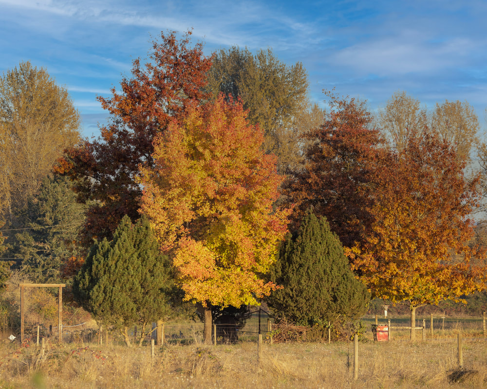 Yamhill County Oregon landscape