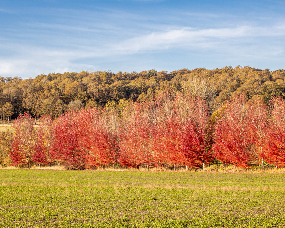 Yamhill County Oregon landscape