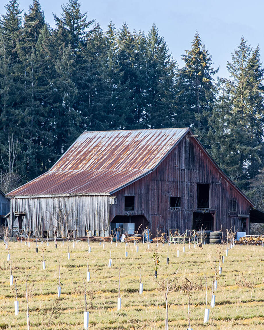 Photo of barn in Yamhill County, Oregon