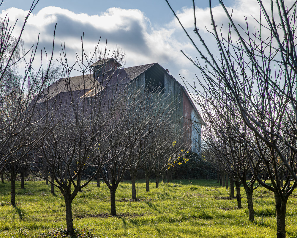 Photo of barn in Yamhill County, Oregon