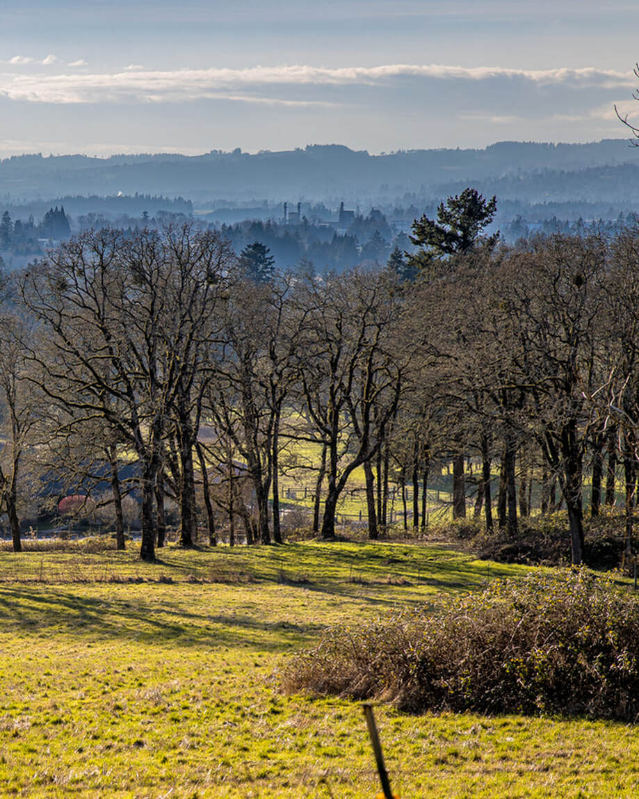 Yamhill County Oregon landscape
