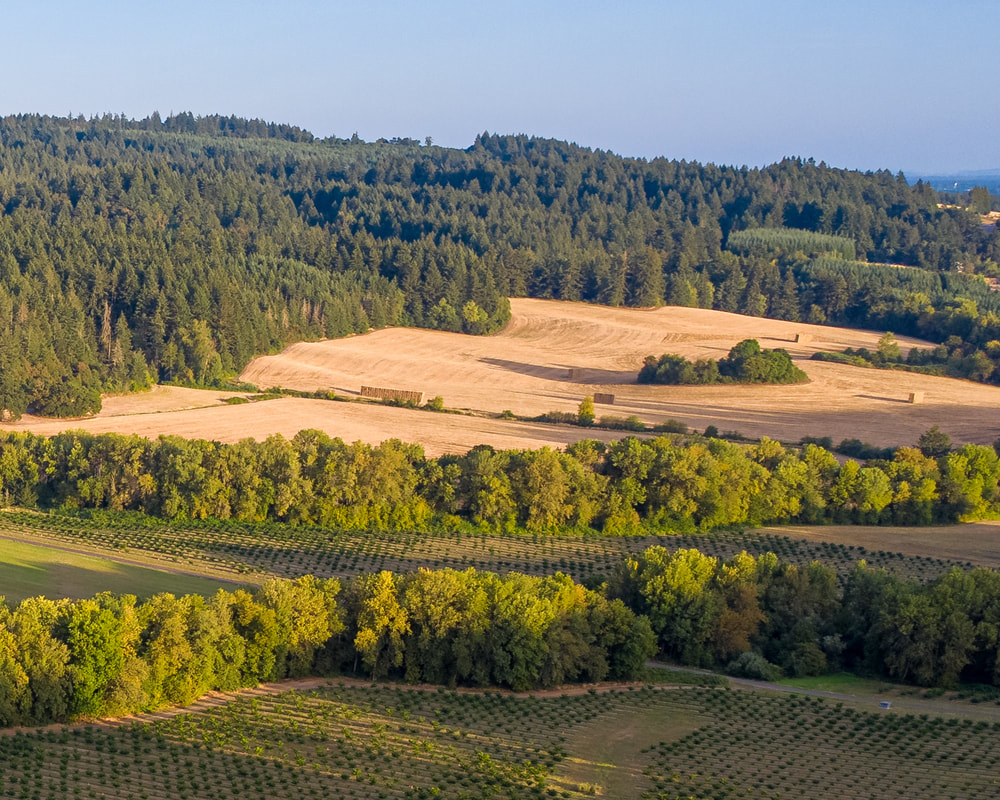 Hillside in Yamhill County, Oregon