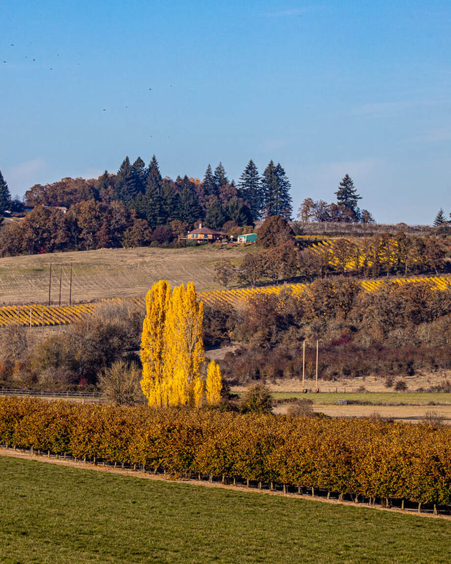 Yamhill County Oregon landscape