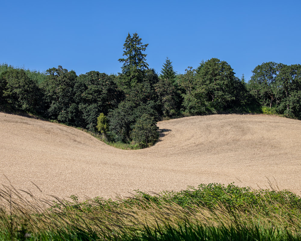 Yamhill County Oregon landscape