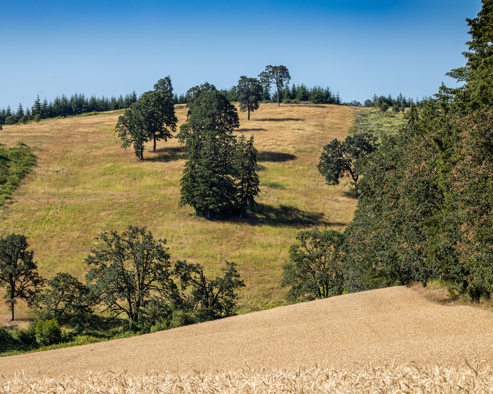 Photo of Yamhill County, Oregon landscape