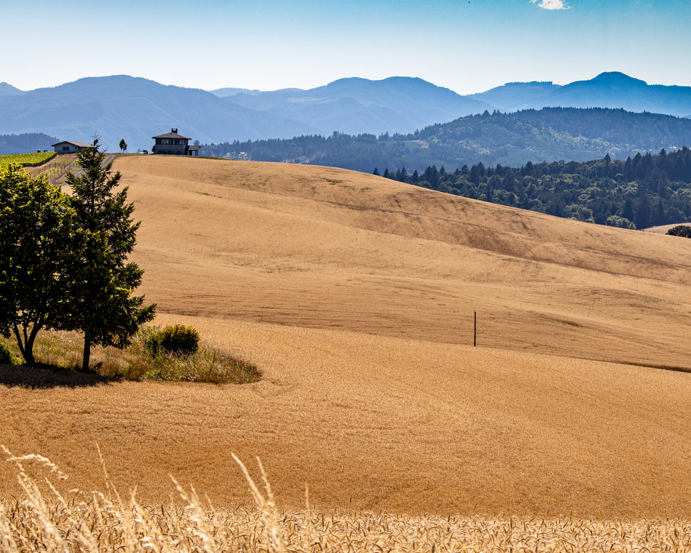 Photo of Yamhill County, Oregon landscape