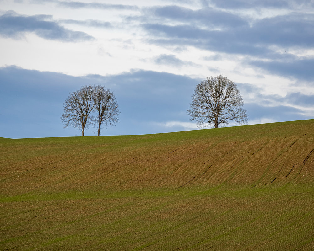 Oregon trees (Yamhill County)