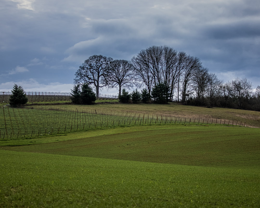 Trees on Yamhill County Oregon hillside