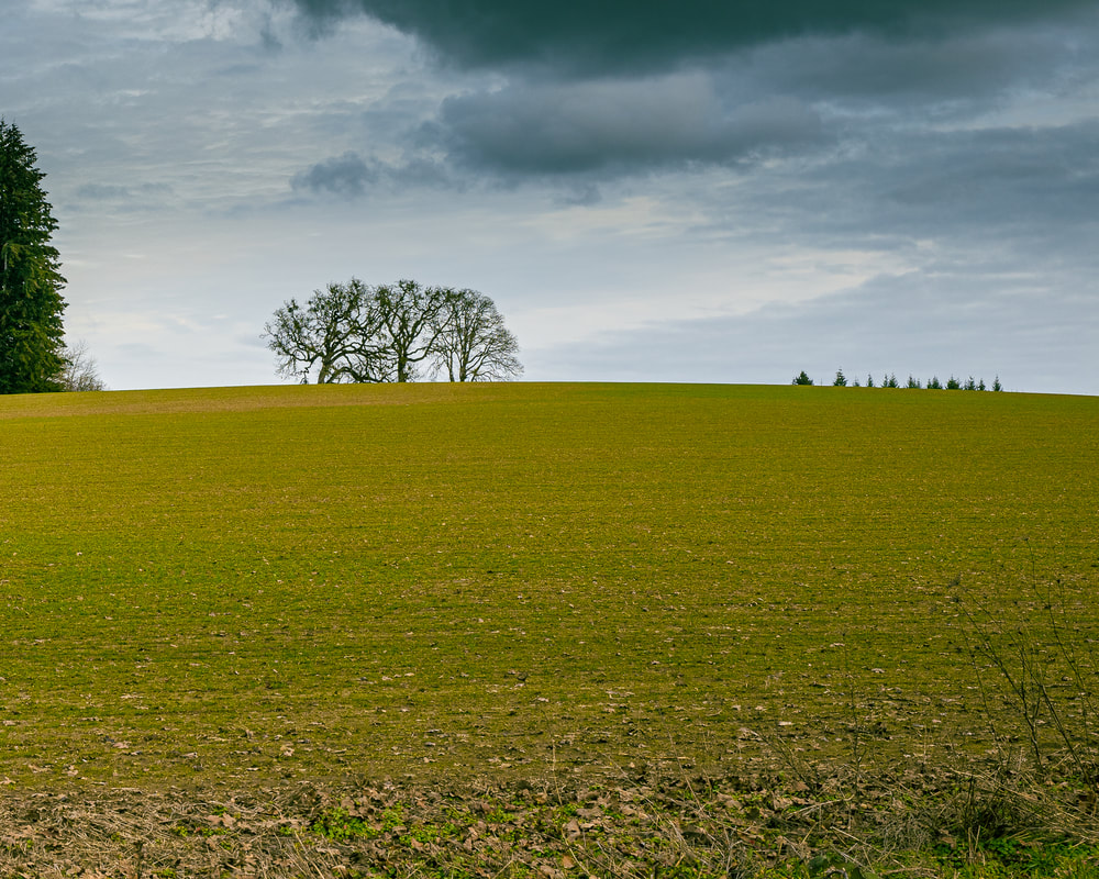 Oregon trees (Yamhill County)