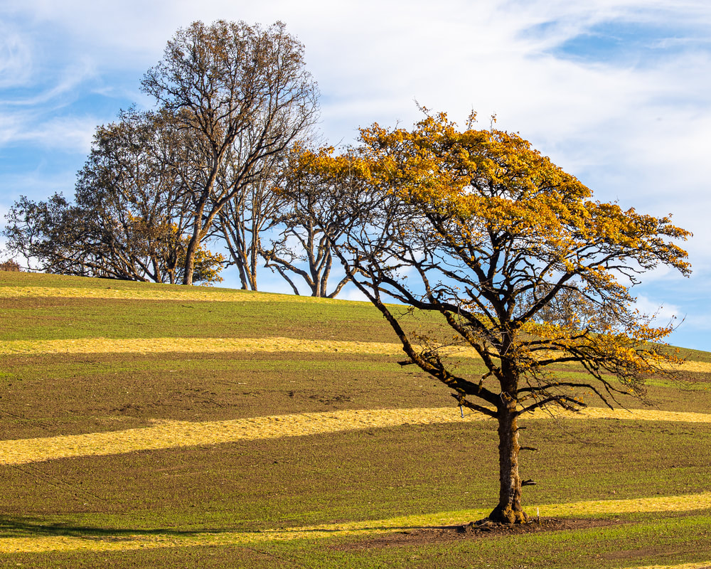 Oregon trees (Yamhill County)