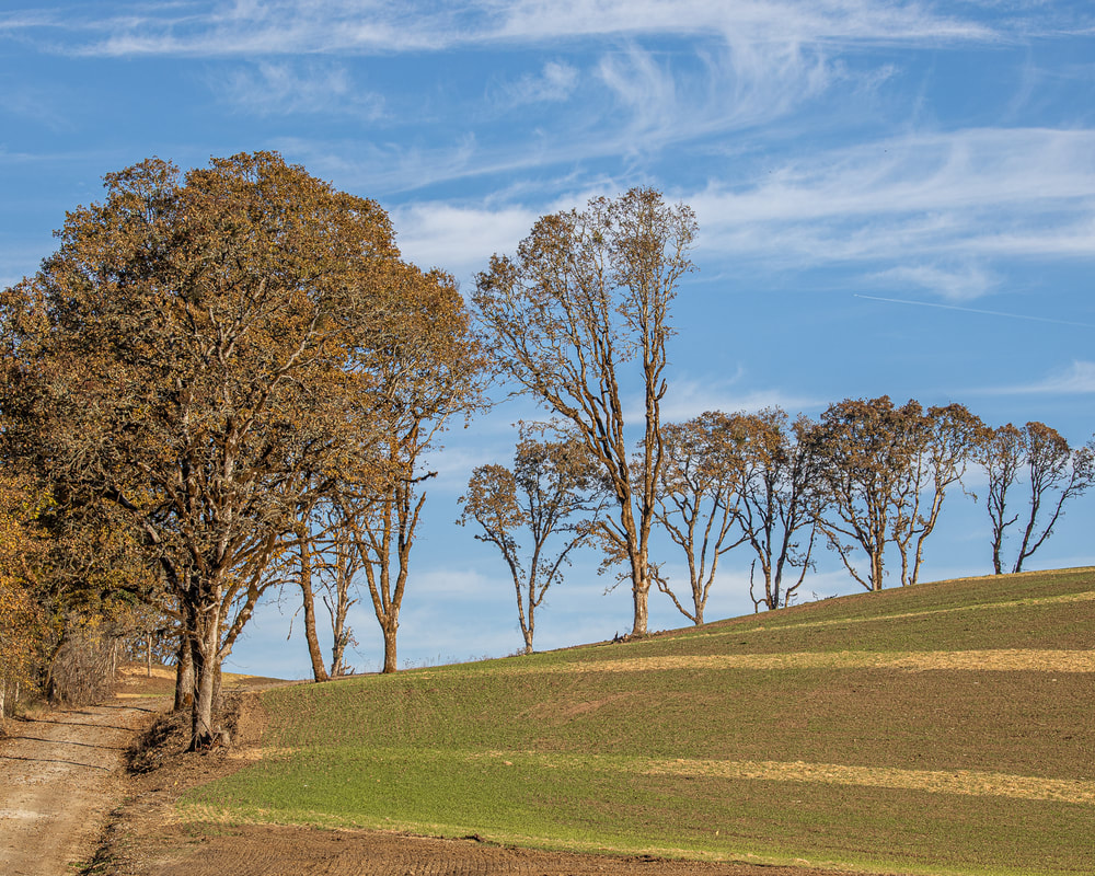 Oregon trees (Yamhill County)