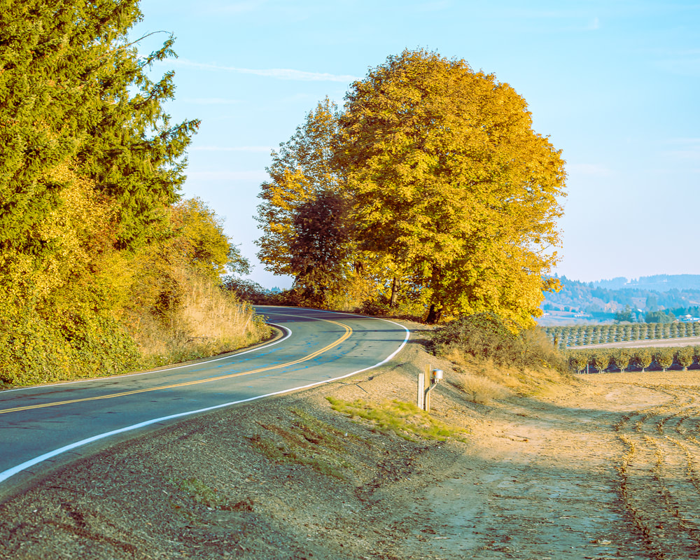 Oregon trees (Yamhill County)