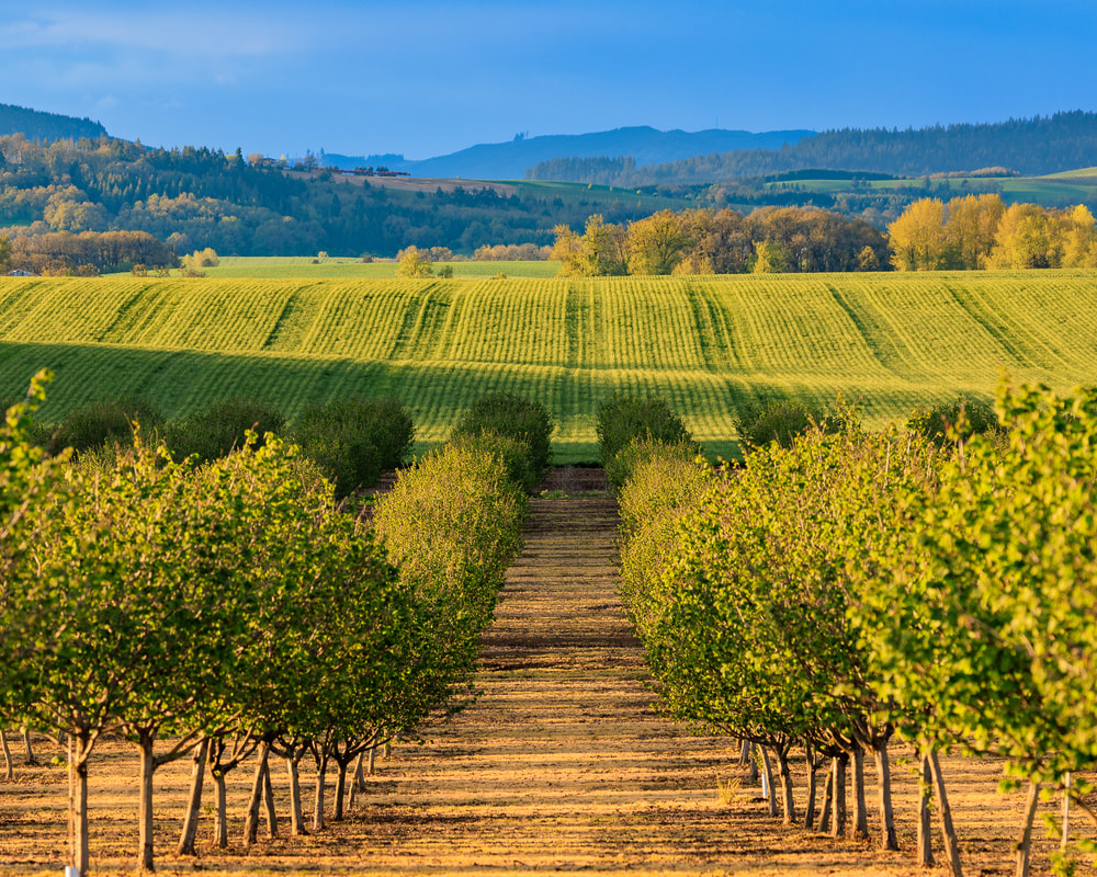 Vineyard on NW Cummins Rd., Carlton, Oregon