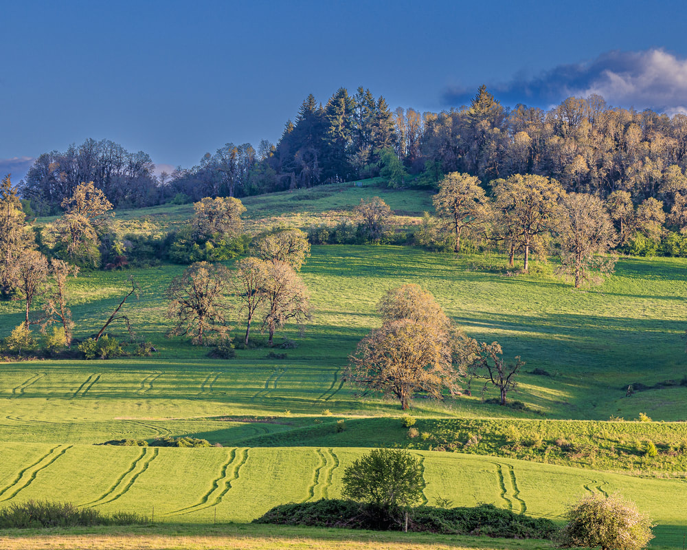 Hillside on NW McBride Cemetery Rd., Carlton, Oregon