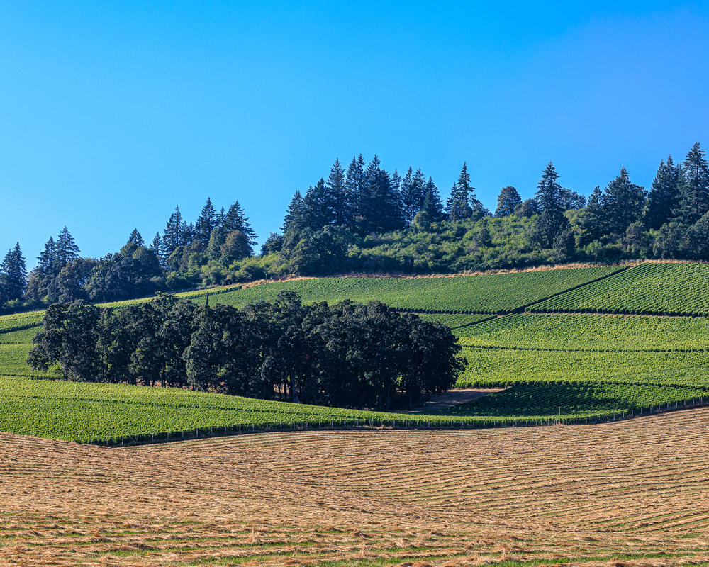 Landscape on NE McDougall Rd. in Dayton, Oregon