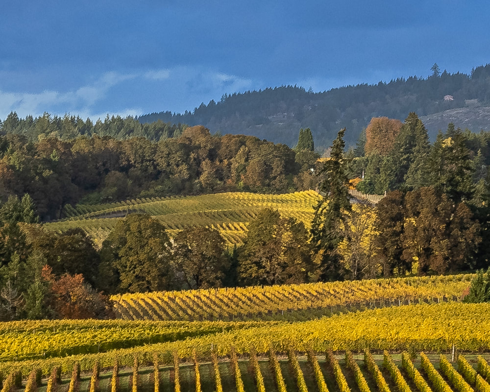 Viineyard on NE Ribbon Ridge Rd., Newberg, Oregon