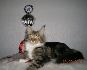 chat maine coon chaton