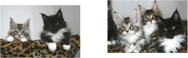 chat maine coon chaton