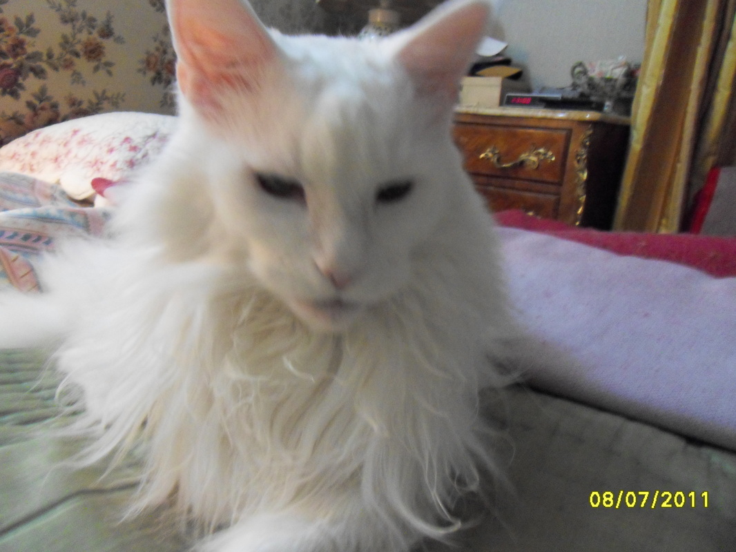 chat maine coon chaton