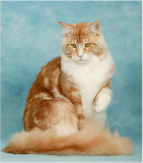 élevage maine coon