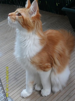 chat maine coon chaton