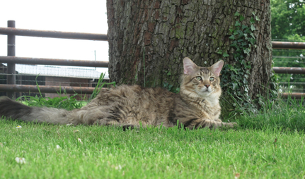 chat maine coon chaton