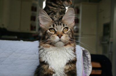 Chaton maine coon