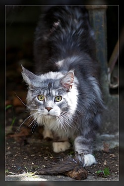 chat maine coon chaton