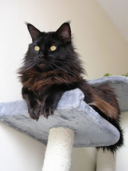 chat maine coon chaton