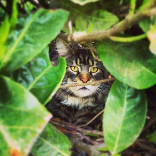 chat maine coon chaton