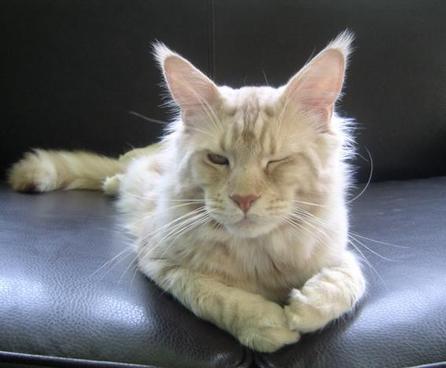 chat maine coon chaton