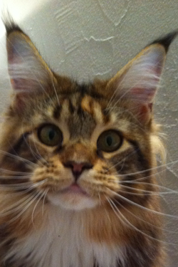 chat maine coo chaton