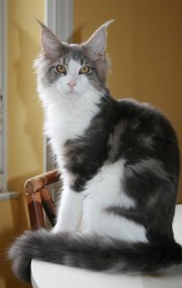 chat maie coon chaton