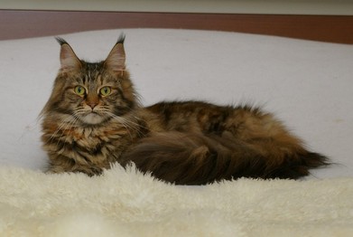 chat maine coon chaton