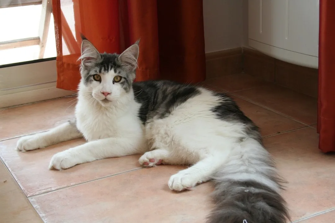 chat maine coon chaton