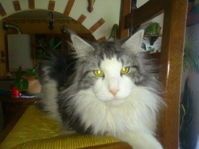 chat maine coon chaton