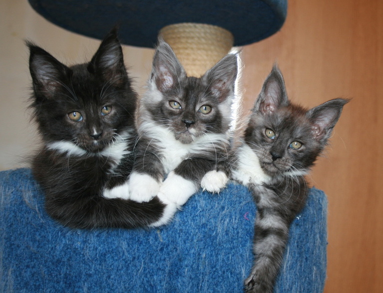chat maine coon chaton