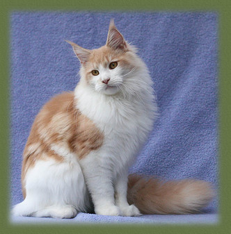 chat maine coon chaton