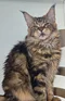 carousel chooser