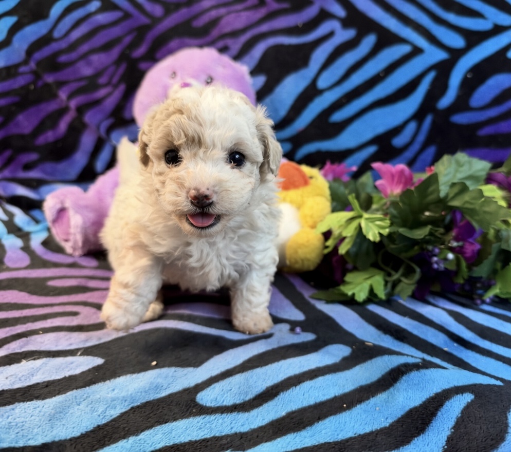 playful  morkie puppy standing looking at the camera