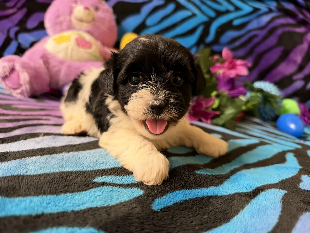 small toy breed Morkie puppy playing on grass 