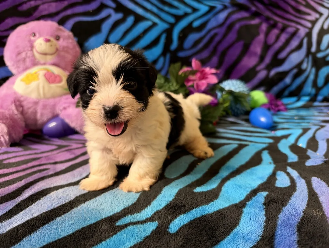 Apricot Yorkipoo puppy sitting on grass at kat's kennel