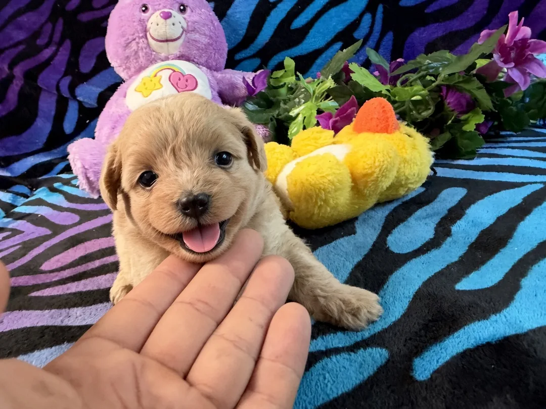 8 week old red yorkipoo girl for sale near gainesville
