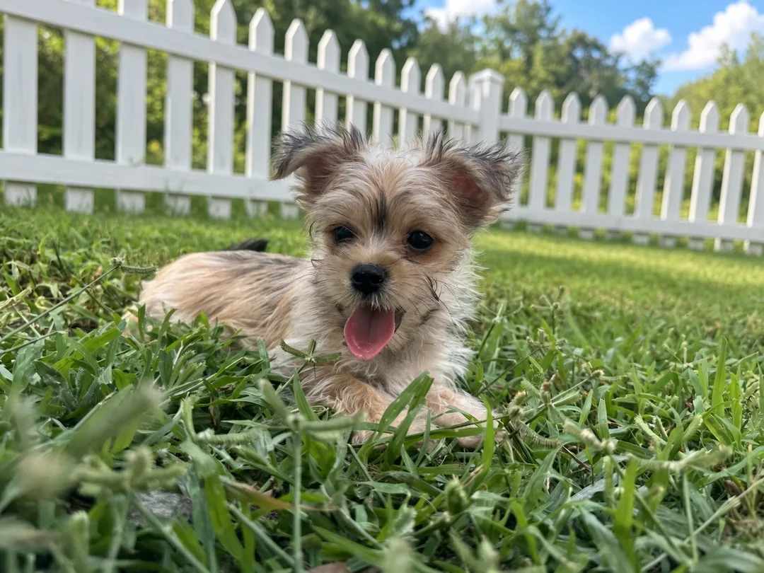 small toy breed Morkie puppy playing on grass 