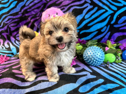 playful  morkie puppy standing looking at the camera