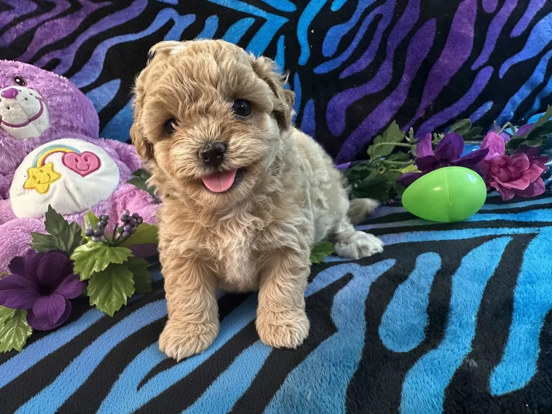 Apricot Yorkipoo puppy sitting on grass at kat's kennel