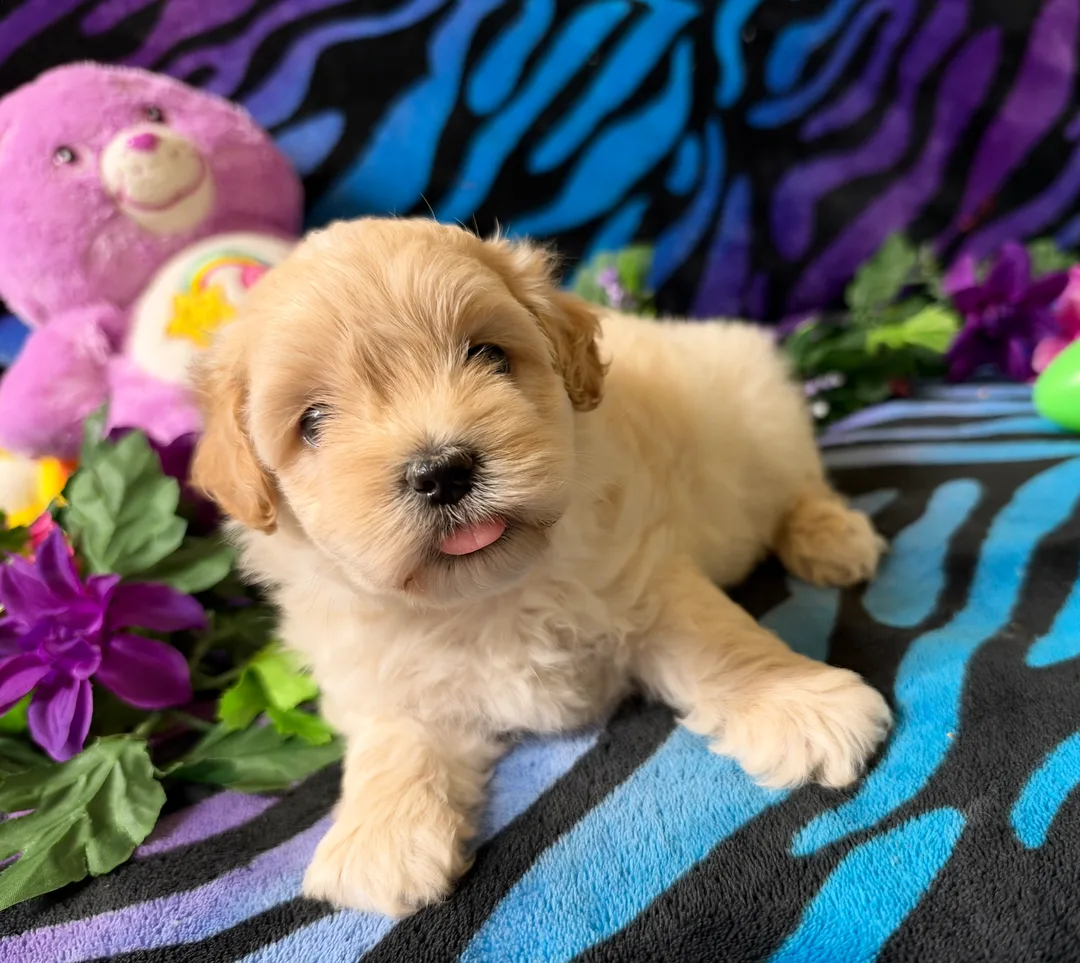 8 week old red yorkipoo girl for sale near gainesville