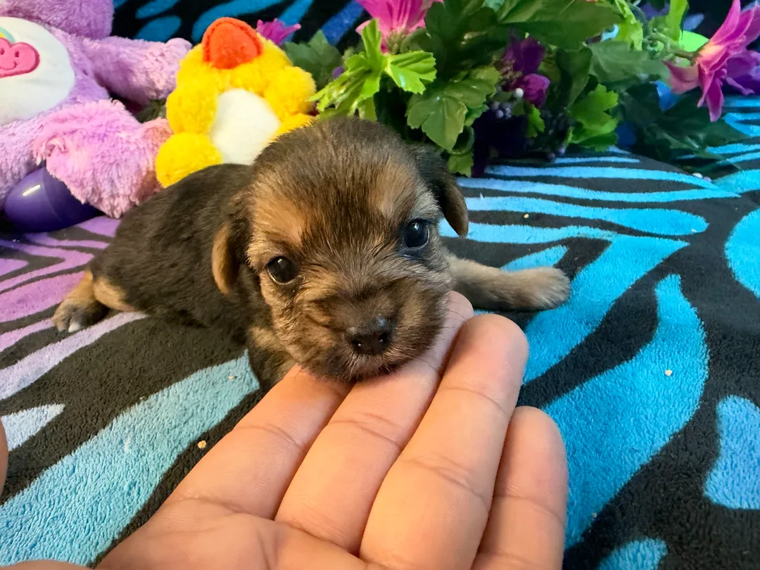 8 week old red yorkipoo girl for sale near gainesville