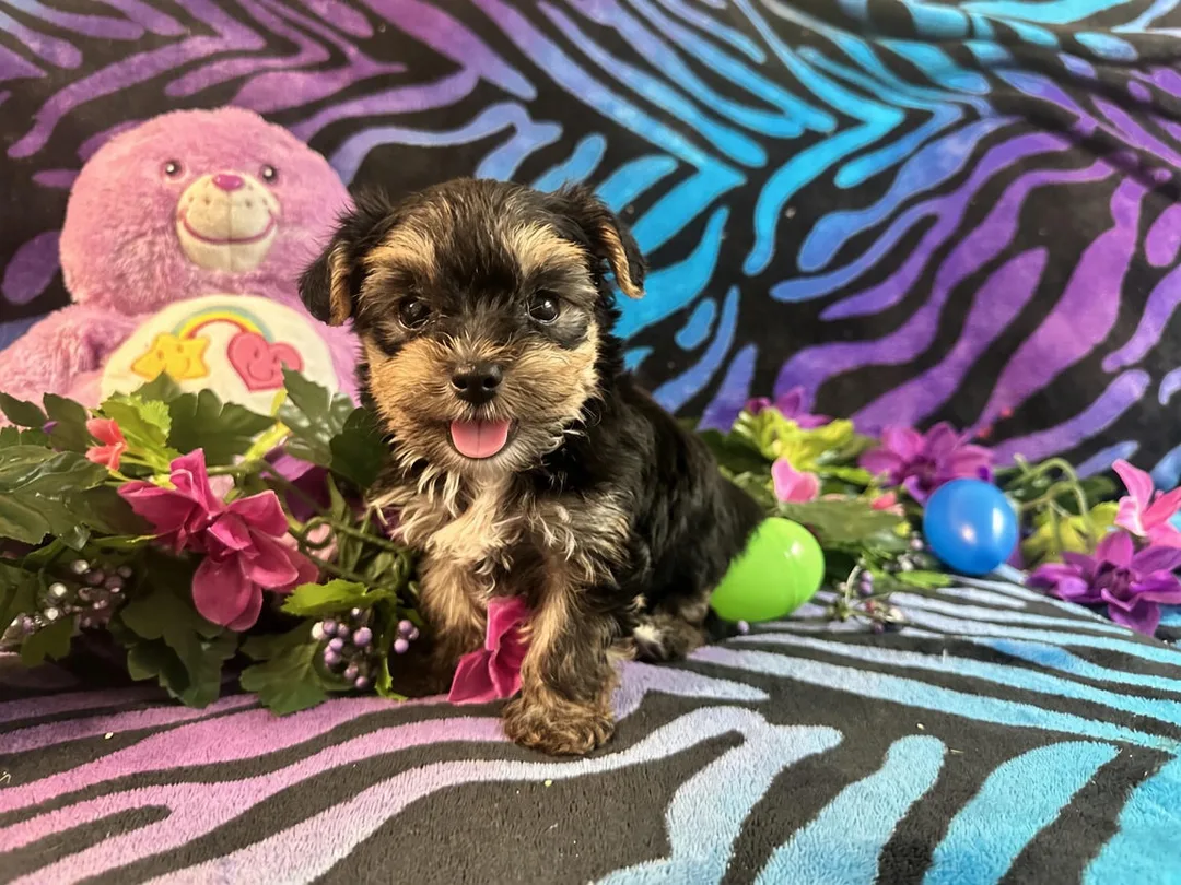 Teacup Yorkie Boy puppy smiling at camera indoor at Kat's kennel