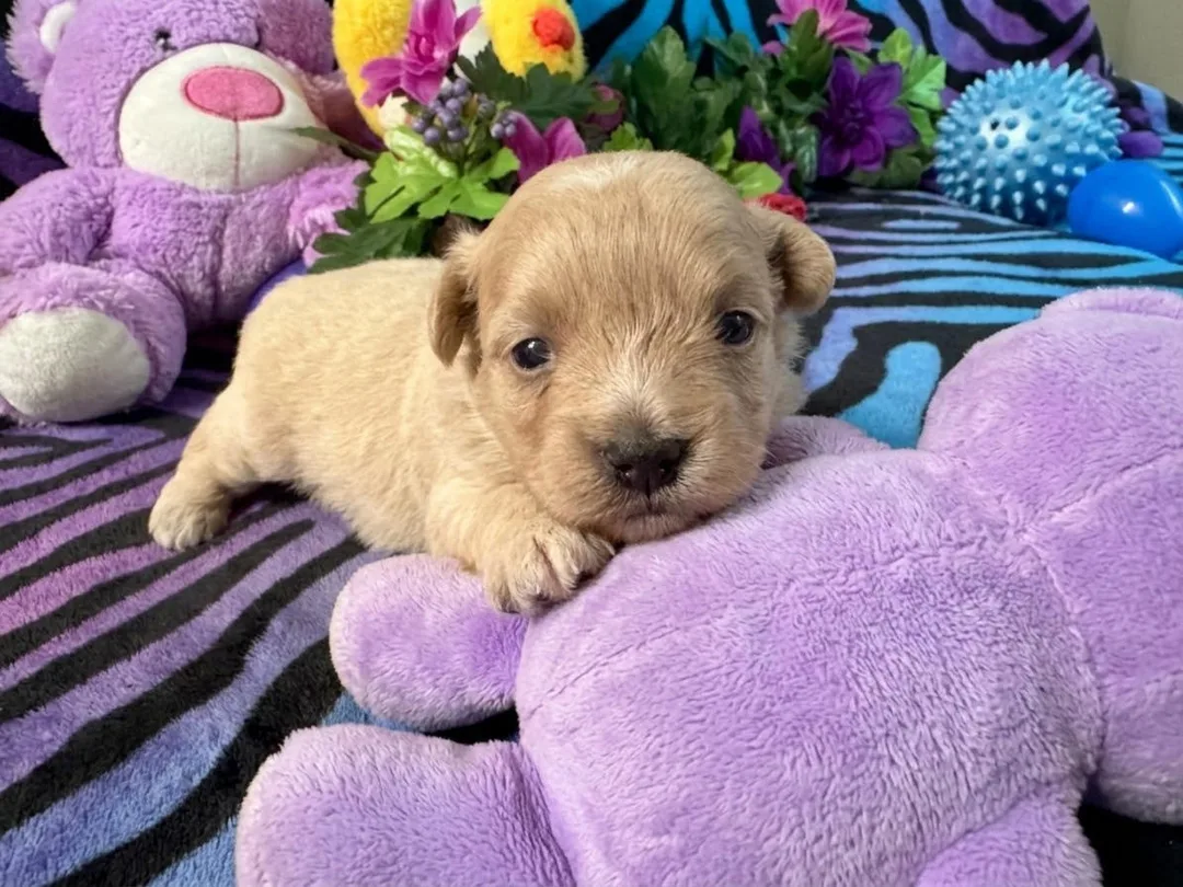 8 week old red yorkipoo girl for sale near gainesville